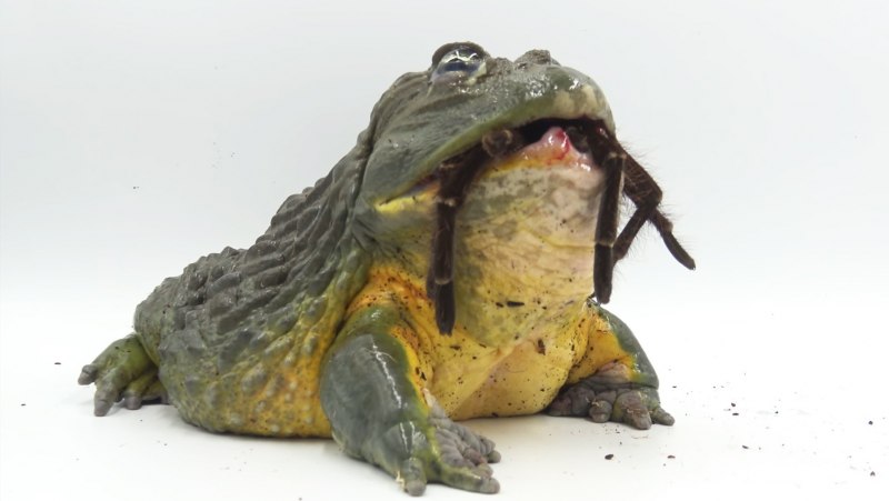 Лягушка-бык (lithobates catesbeianus)