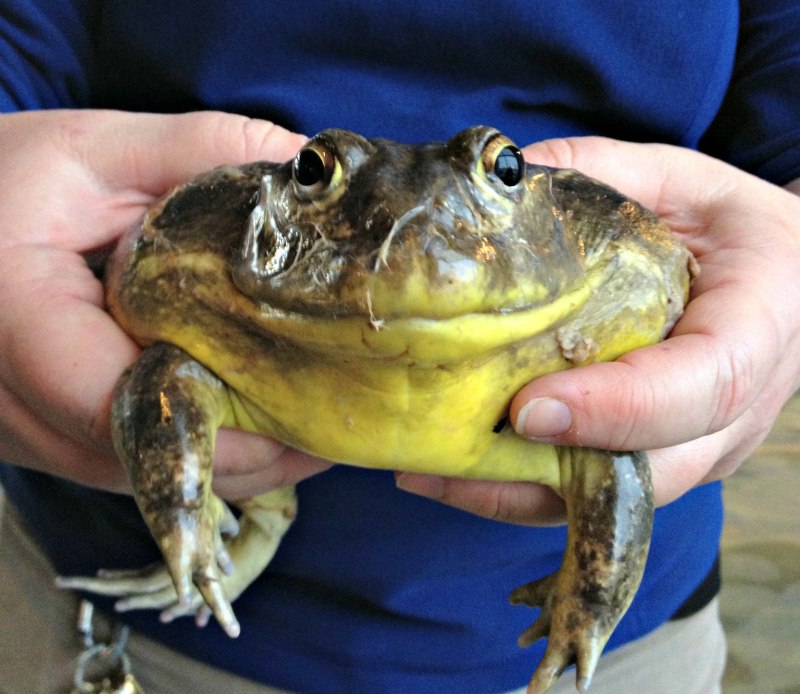 Лягушка-водонос (Pyxicephalus adspersus)