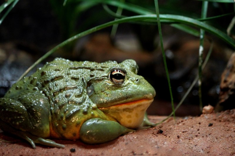 Лягушка-водонос (Pyxicephalus adspersus)