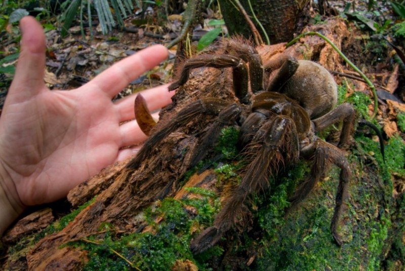 Королевский Жук-Голиаф Goliathus Regius