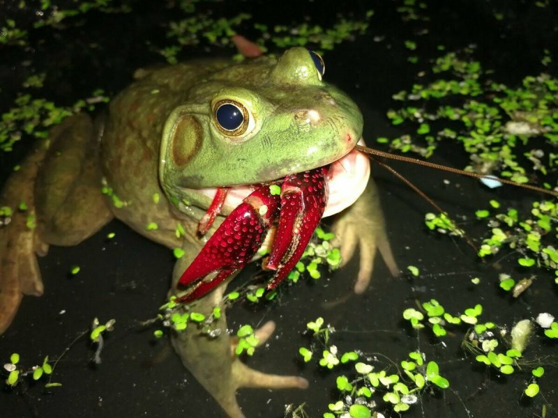 Hoplobatrachus tigerinus