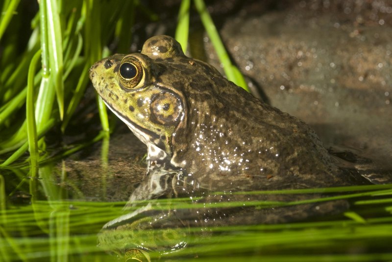 Жаба водонос