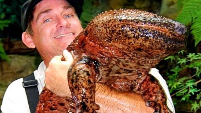 Самый большой Жук Голиаф