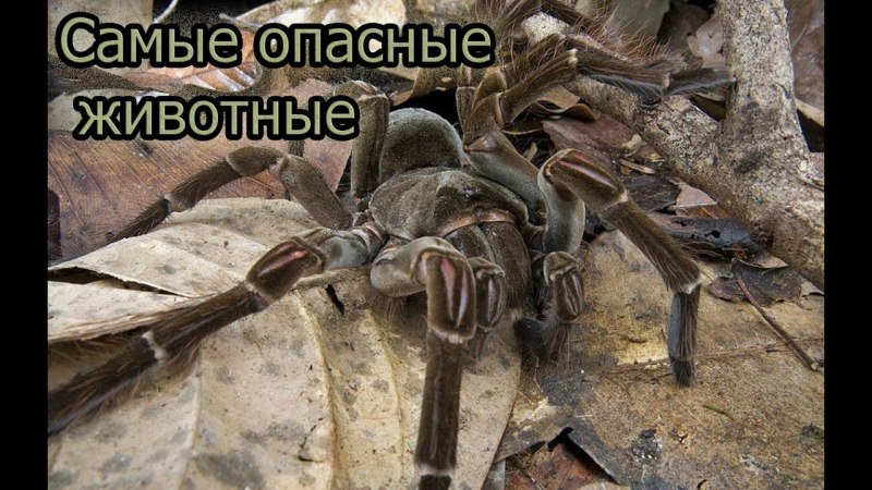 Тарантул Голиаф