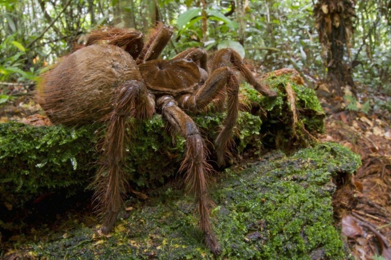 Mecynorrhina ugandensis