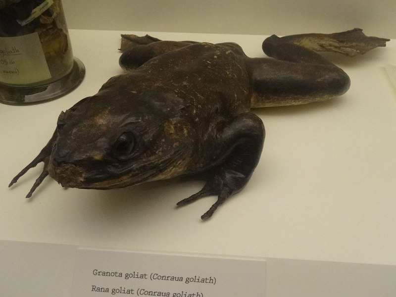 Жук Голиаф