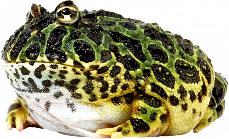Черная жаба