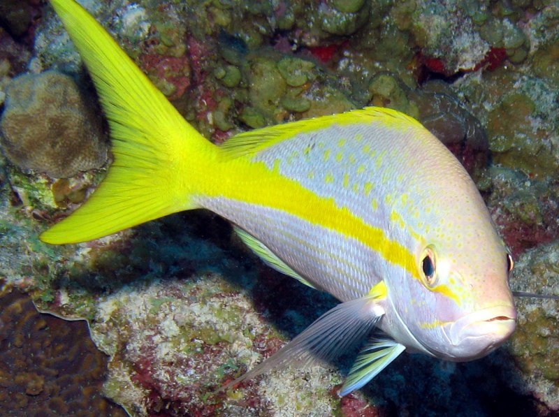 Тунец Yellowfin
