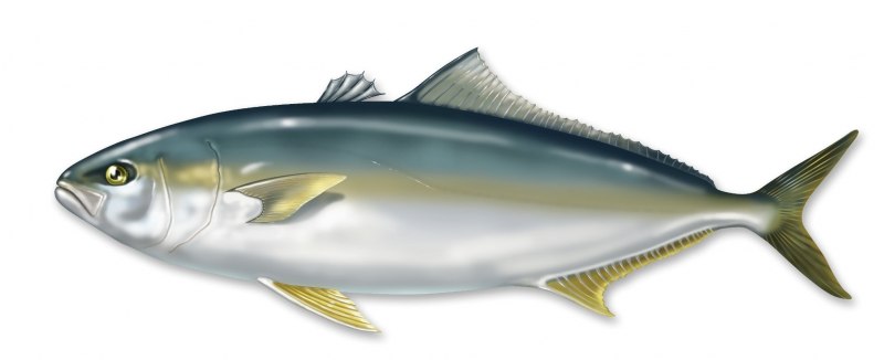 Seriola lalandi