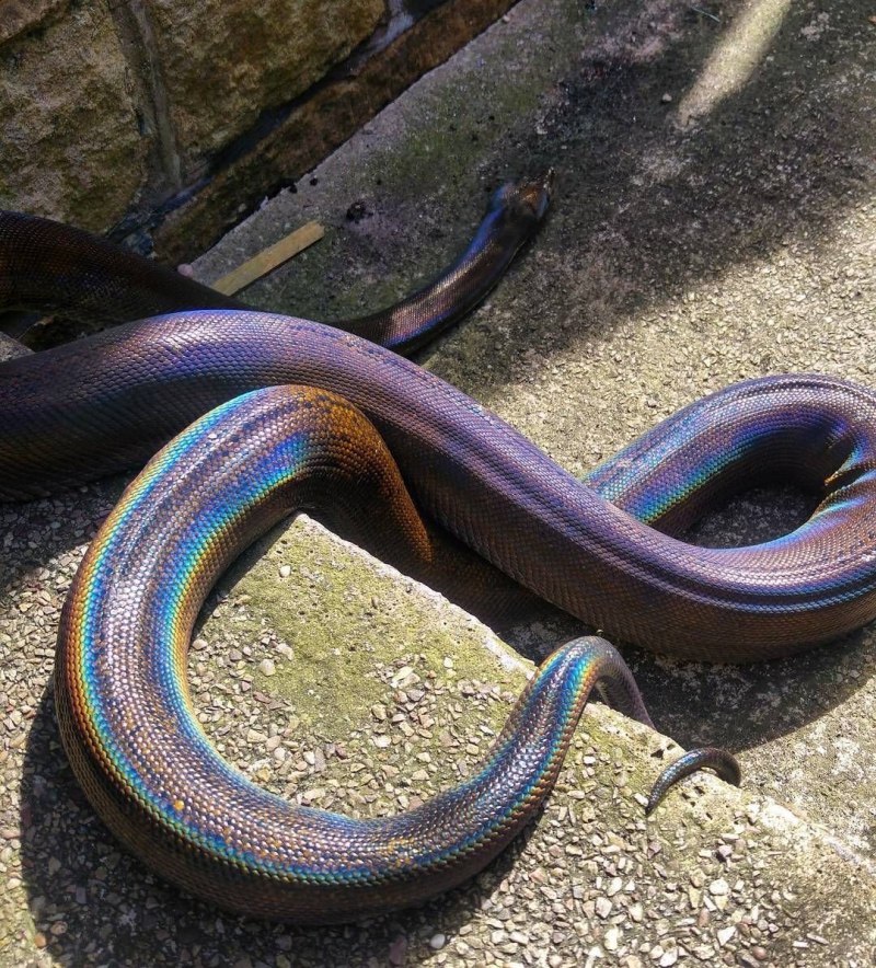 Лучистая змея Xenopeltis Unicolor