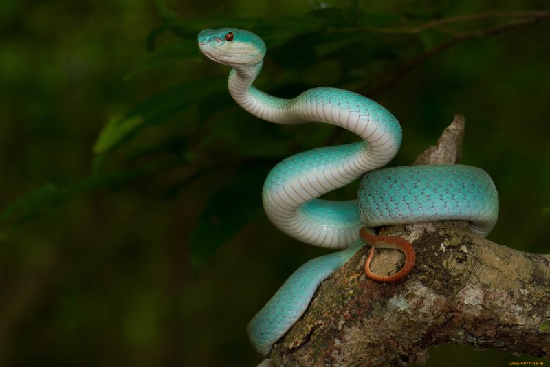Шершавая древесная гадюка (Atheris squamigera)