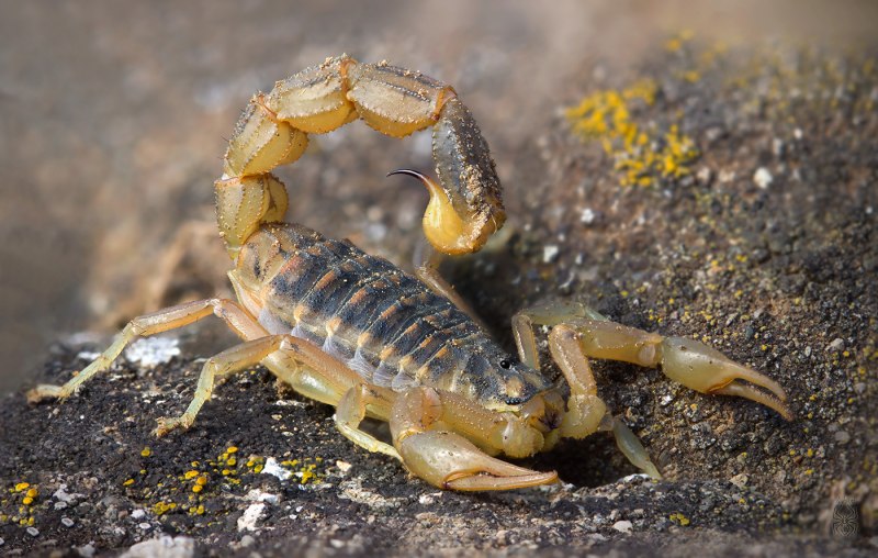 Пестрый Скорпион Buthus eupeus