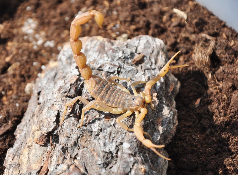Mesobuthus martensii Скорпион
