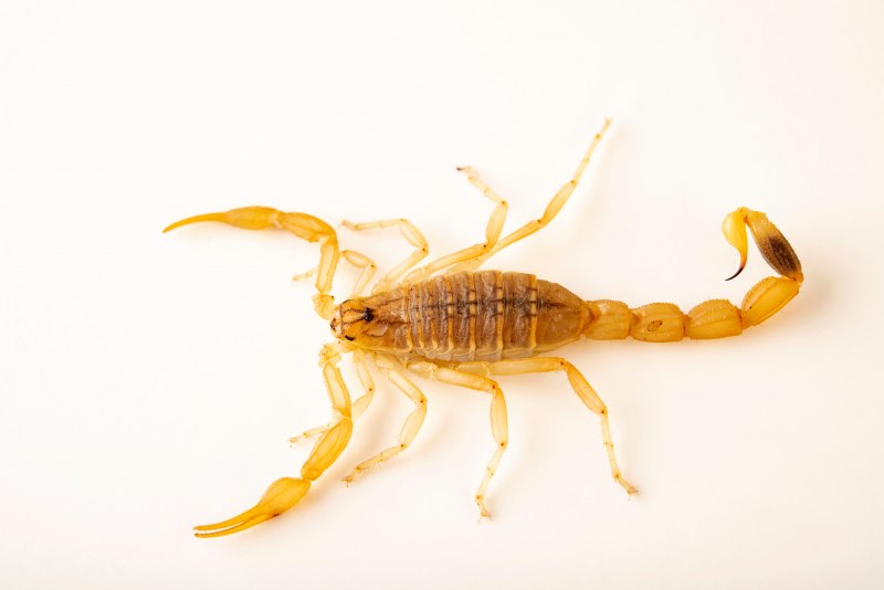 Скорпион Mesobuthus eupeus