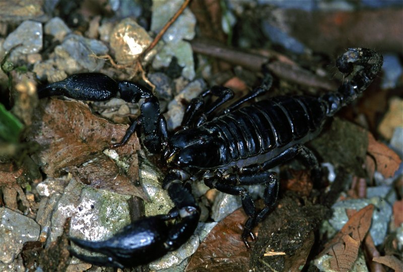 Мингрельский Скорпион Euscorpius mingrelicus