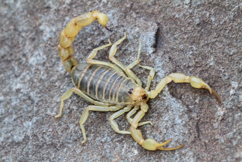 Скорпион Buthus eupeus
