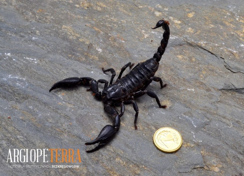 Королевский Скорпион