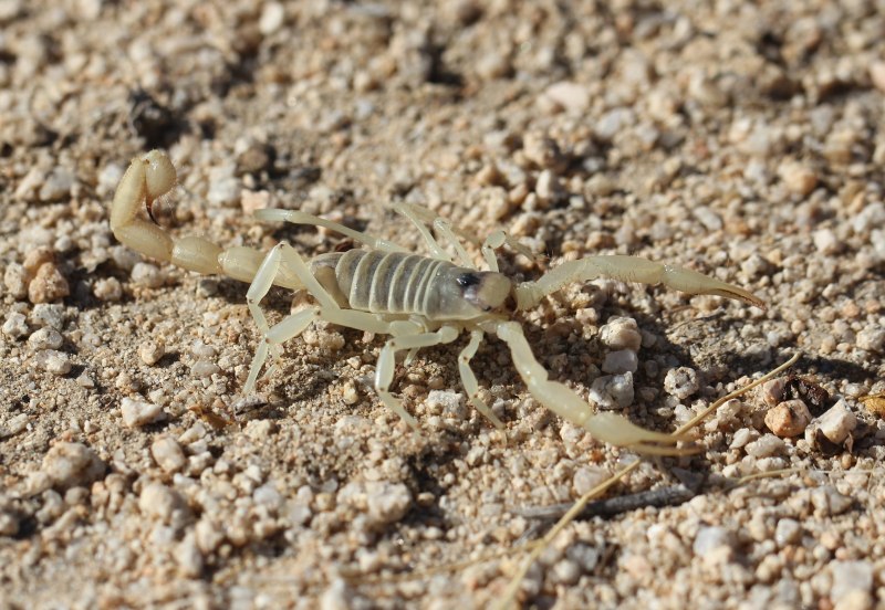 Скорпион Microbothus pusillus