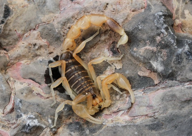 Mesobuthus Thersites