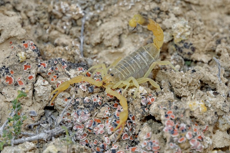 Mesobuthus eupeus