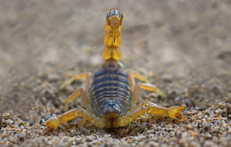 Пестрый Скорпион Buthus eupeus