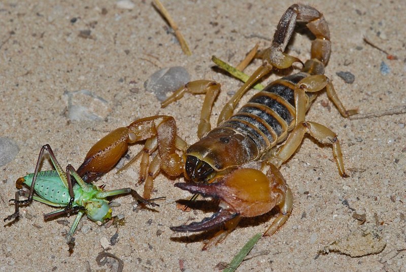 Mesobuthus eupeus
