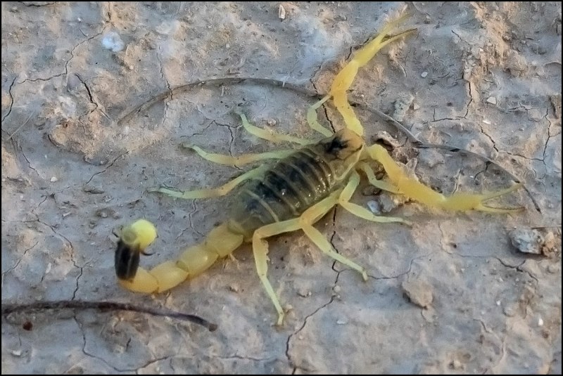 Euscorpius mingrelicus