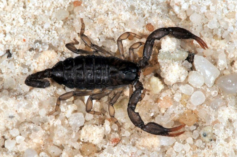 Скорпион Mesobuthus eupeus