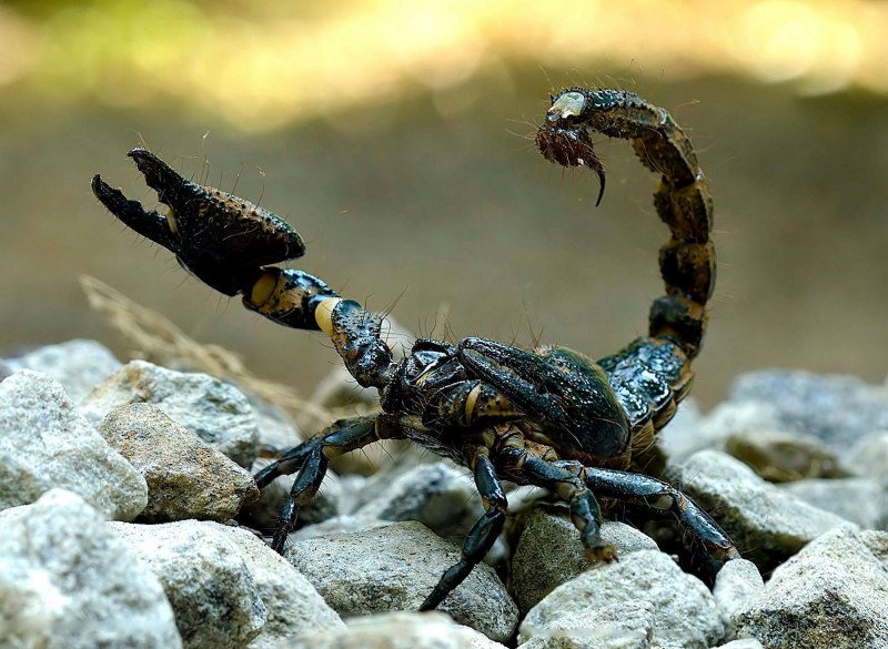 Мингрельский Скорпион Euscorpius mingrelicus