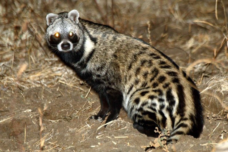 Кошка Циветта
