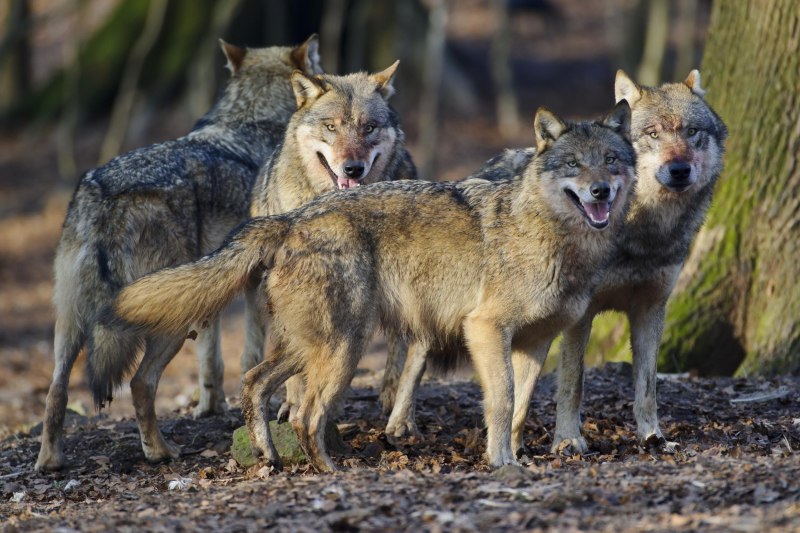 Canis Lupus filchneri