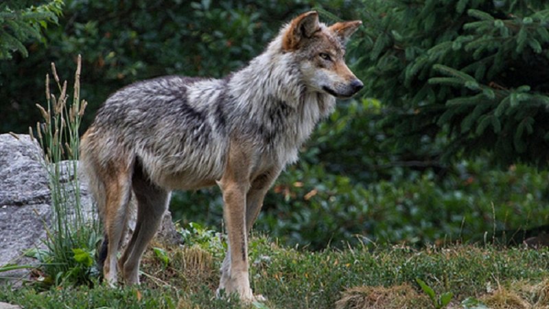 Canis Lupus baileyi