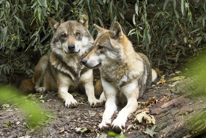 Canis Lupus Campestris