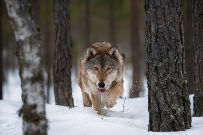 Canis Lupus familiaris