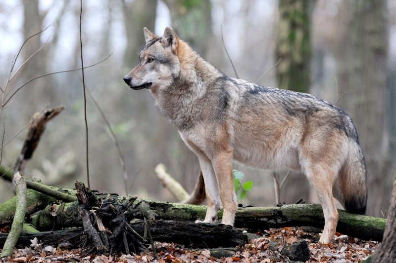 Кенайский волк canis Lupus alces