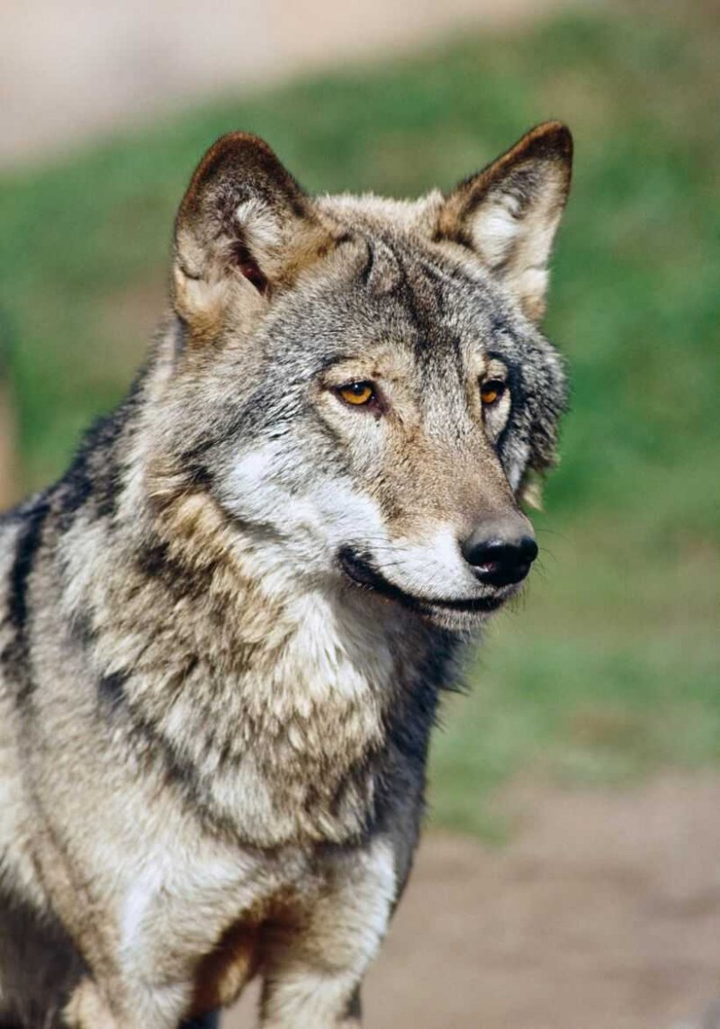 Кенайский волк canis Lupus alces