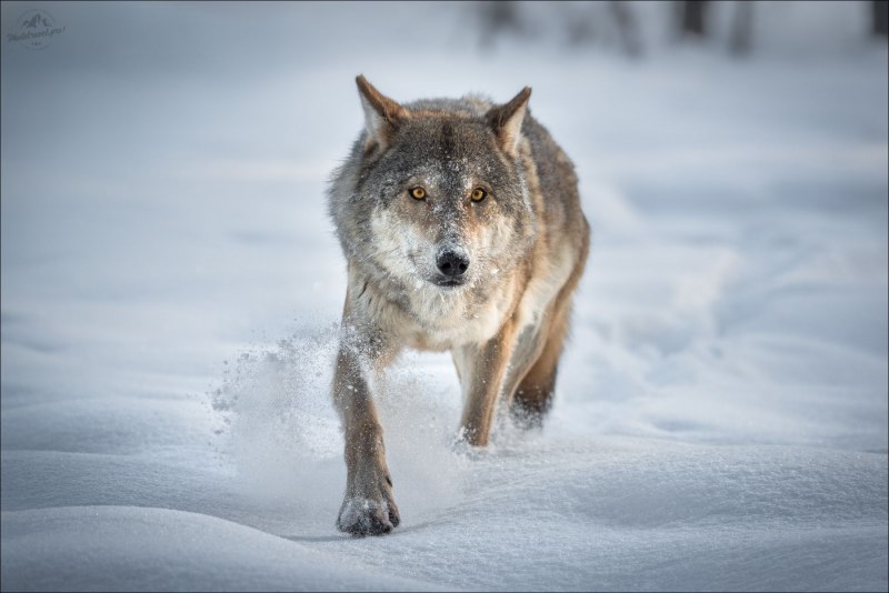 Canis Lupus Vulpes