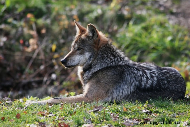 Canis Lupus irremotus
