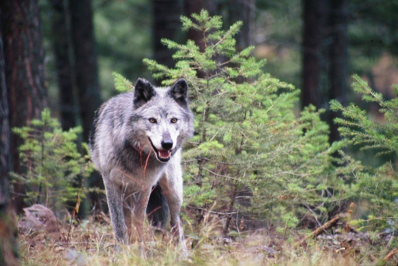 Canis Lupus alces