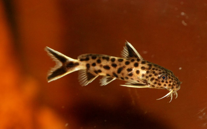 Corydoras SP. Cw028 Highfin