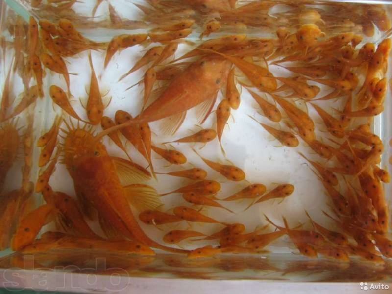Коридорас крапчатый