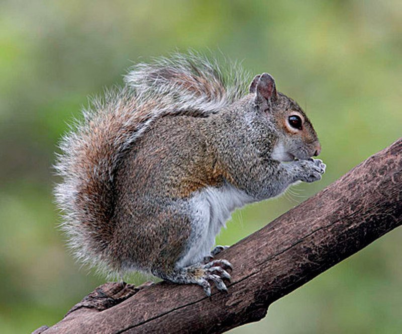 Sciurus aestuans