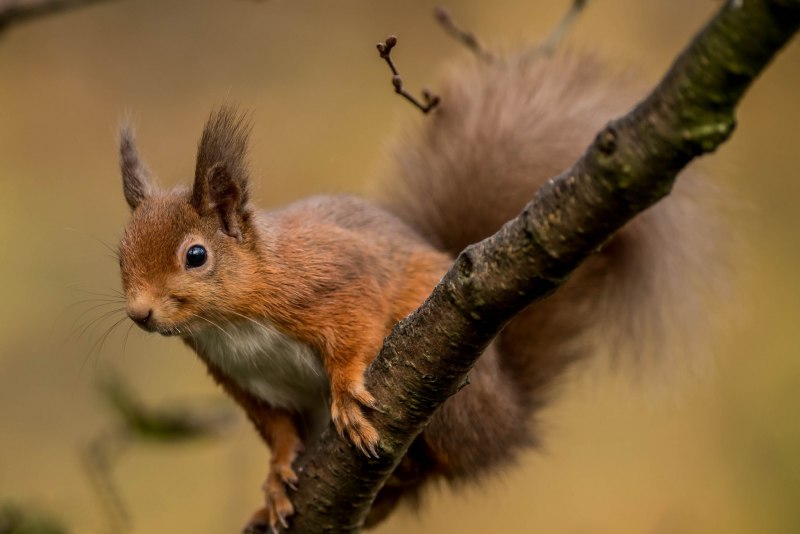 Rheithrosciurus macrotis