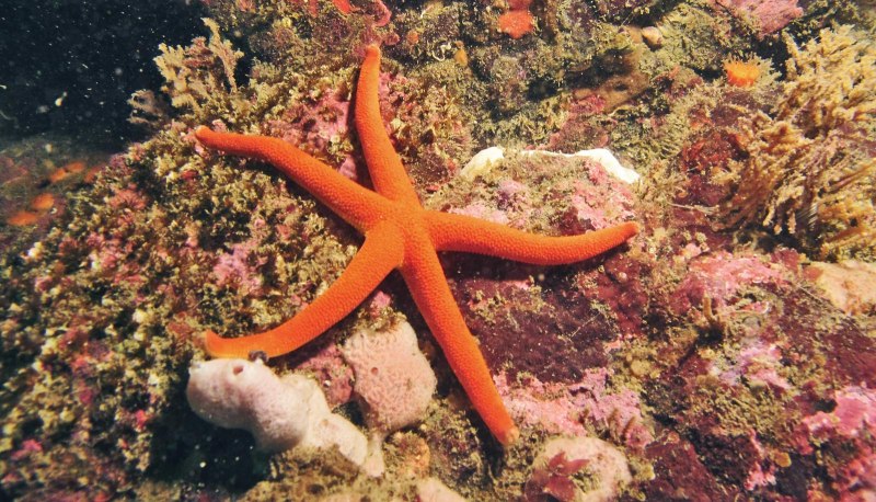 Henricia SP.