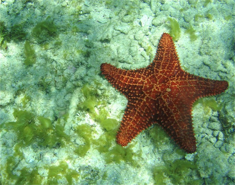 Квадратная морская звезда