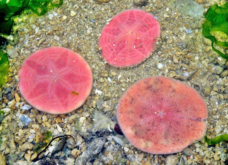 Обыкновенный плоский морской ёж