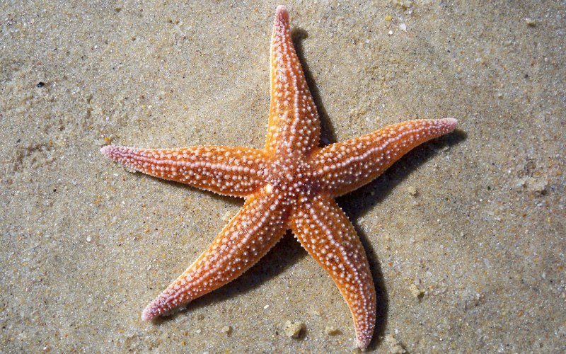 Черноморская морская звезда