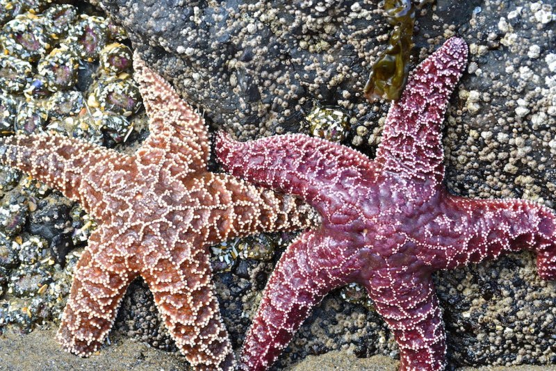 Гигантская морская звезда