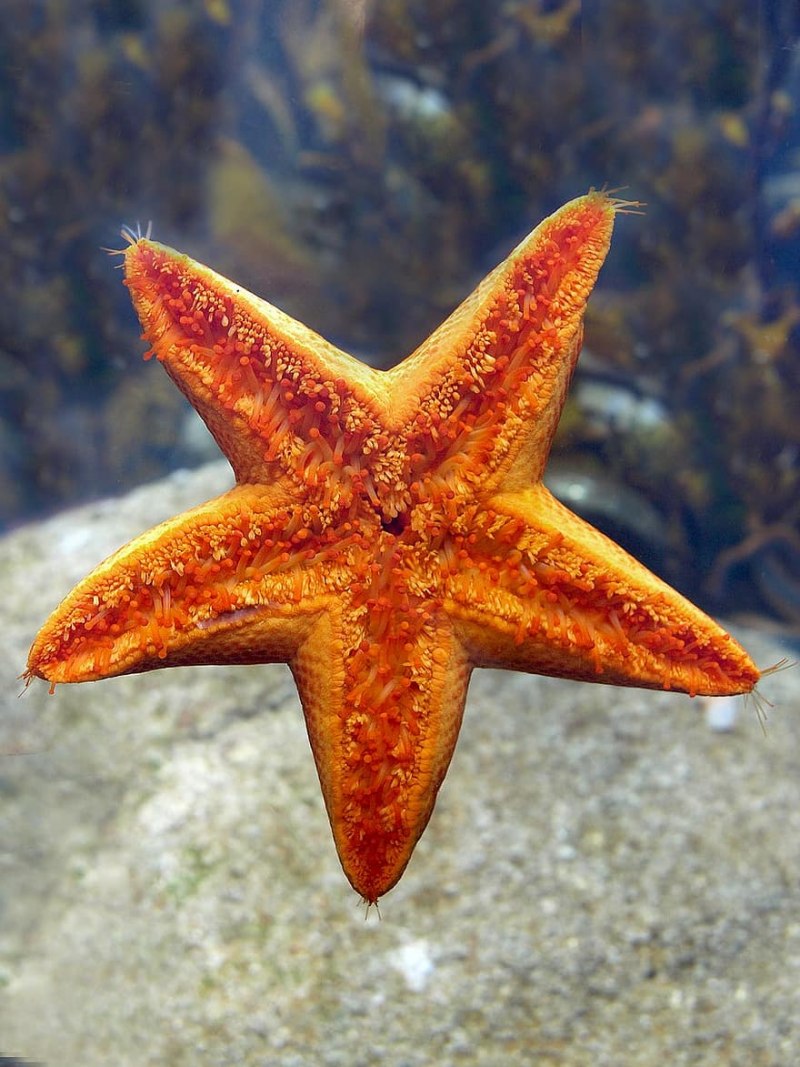 Иглокожие Echinodermata