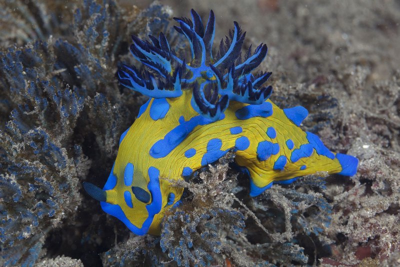 Голожаберные (Nudibranchia)